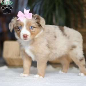 Juniper, Miniature Australian Shepherd Puppy